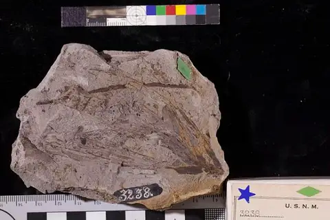 Dokumentasi USNM P3238 dengan identifikasi pada sumber Leptostrobus longifolius. Isi dan label gambar dipertahankan.