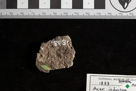 Dokumentasi USNM P1833 dengan identifikasi pada sumber Acer indivisum. Isi dan label gambar dipertahankan.