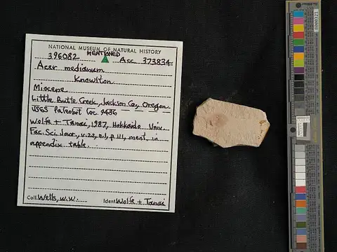 Dokumentasi USNM PAL396082 dengan identifikasi pada sumber Acer medianum. Isi dan label gambar dipertahankan.