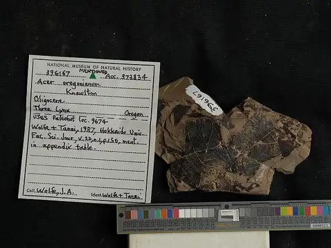 Dokumentasi USNM PAL396167 dengan identifikasi pada sumber Acer oregonianum. Isi dan label gambar dipertahankan.