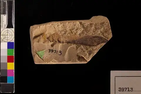 Dokumentasi USNM P39713 dengan identifikasi pada sumber Acer osmonti. Isi dan label gambar dipertahankan.