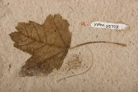 Dokumentasi YPM PB 035773 dengan identifikasi pada sumber Acer trilobatum. Isi dan label gambar dipertahankan.