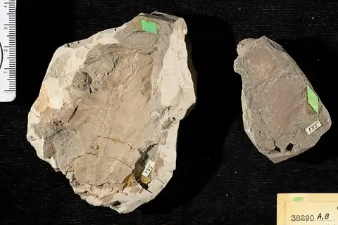 Dokumentasi USNM P38290B dengan identifikasi pada sumber Acrostichum hesperium. Isi dan label gambar dipertahankan.