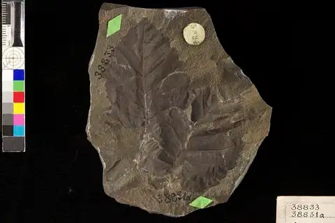 Dokumentasi USNM P38833 dengan identifikasi pada sumber Alnus corylina. Isi dan label gambar dipertahankan.