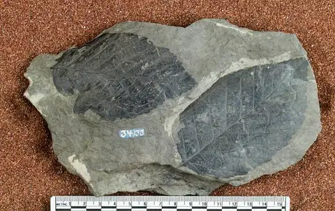 Dokumentasi USNM P34133 dengan identifikasi pada sumber Alnus kefersteinii. Isi dan label gambar dipertahankan.