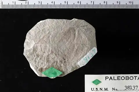 Dokumentasi USNM P38137 dengan identifikasi pada sumber Amelanchier scudderi. Isi dan label gambar dipertahankan.