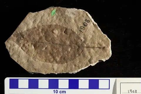 Dokumentasi USNM P1908 dengan identifikasi pada sumber Amelanchier typica. Isi dan label gambar dipertahankan.