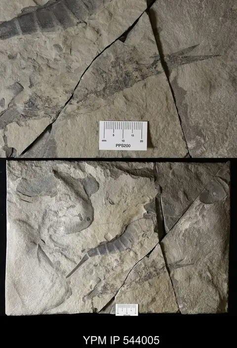 Dokumentasi YPM IP 544005 dengan identifikasi pada sumber Ceratiocaris acuminata. Isi dan label gambar dipertahankan.