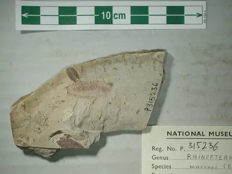 Dokumentasi P 315236 dengan identifikasi pada sumber Rhinopterocaris maccoyi. Isi dan label gambar dipertahankan.