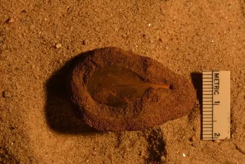 Dokumentasi YPM PB 056632 dengan identifikasi pada sumber Andromeda pfaffiana. Isi dan label gambar dipertahankan.