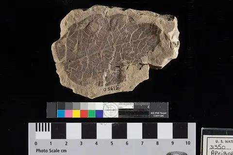 Dokumentasi USNM P31350 dengan identifikasi pada sumber Apeibopsis discolor. Isi dan label gambar dipertahankan.