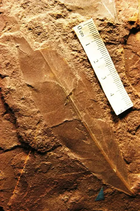 Dokumentasi YPM PB 027108 dengan identifikasi pada sumber Apocynophyllum sapindifolium. Isi dan label gambar dipertahankan.