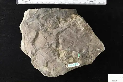 Dokumentasi USNM P34698 dengan identifikasi pada sumber Aralia coloradensis. Isi dan label gambar dipertahankan.