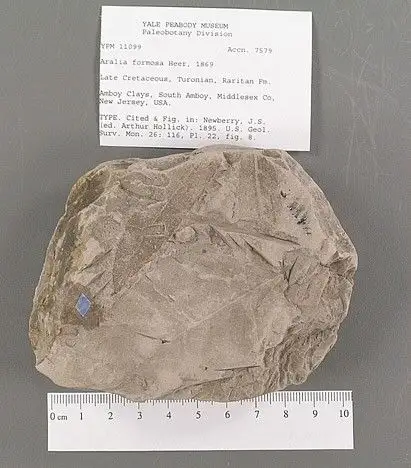 Dokumentasi YPM PB 011099 dengan identifikasi pada sumber Aralia formosa. Isi dan label gambar dipertahankan.