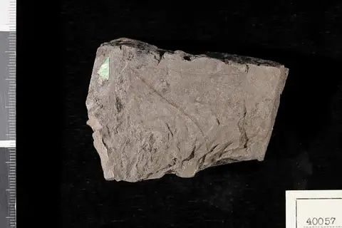Dokumentasi USNM P40057 dengan identifikasi pada sumber Aralia newberryi. Isi dan label gambar dipertahankan.