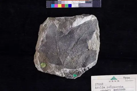 Dokumentasi USNM P37663 dengan identifikasi pada sumber Aralia polymorpha. Isi dan label gambar dipertahankan.