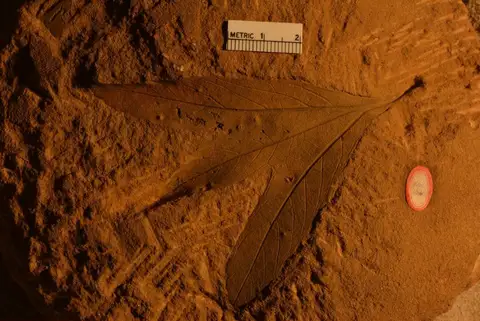 Dokumentasi YPM PB 026735 dengan identifikasi pada sumber Aralia saportana. Isi dan label gambar dipertahankan.