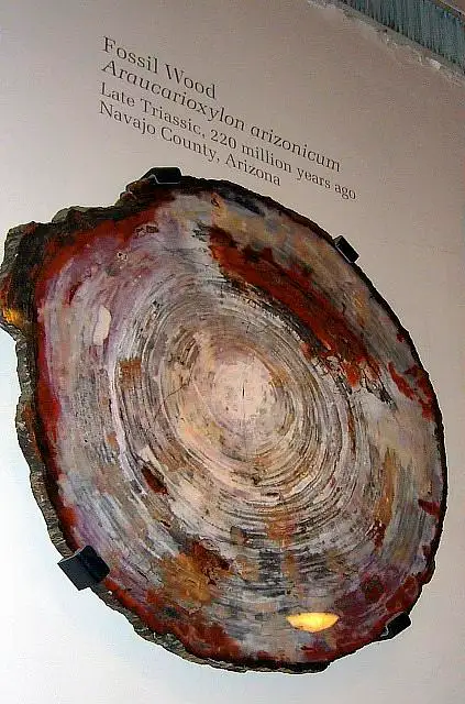 Dokumentasi USNM PAL372488 dengan identifikasi pada sumber Araucarioxylon arizonicum. Isi dan label gambar dipertahankan.