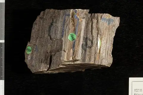 Dokumentasi USNM P8178 dengan identifikasi pada sumber Araucarioxylon hoppertonae. Isi dan label gambar dipertahankan.