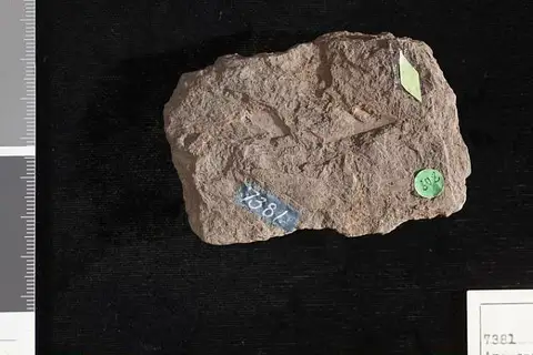 Dokumentasi USNM P7381 dengan identifikasi pada sumber Araucarites cuneatus. Isi dan label gambar dipertahankan.