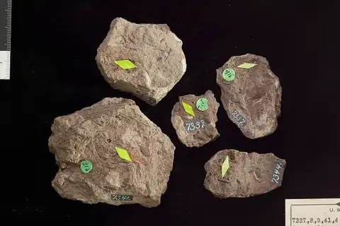 Dokumentasi USNM P7344 dengan identifikasi pada sumber Araucarites wyomingensis. Isi dan label gambar dipertahankan.