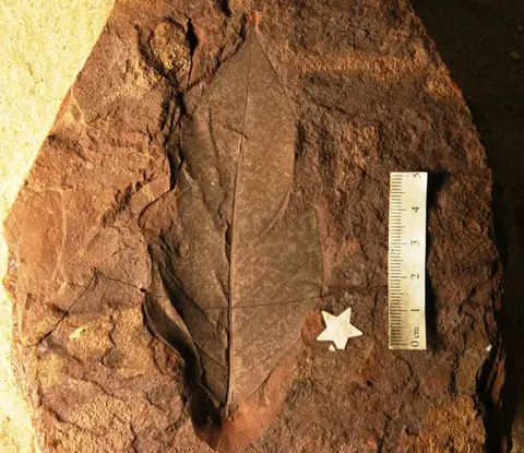 Dokumentasi YPM PB 023723 dengan identifikasi pada sumber Artocarpus dubia. Isi dan label gambar dipertahankan.