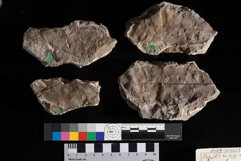 Dokumentasi USNM P363 dengan identifikasi pada sumber Asimina eocenica. Isi dan label gambar dipertahankan.