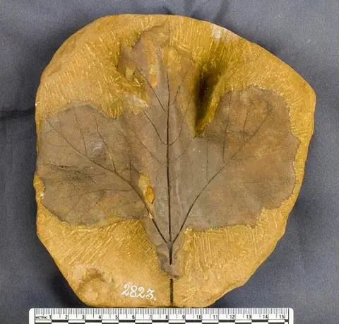 Dokumentasi USNM P2823 dengan identifikasi pada sumber Aspidiophyllum dentatum. Isi dan label gambar dipertahankan.