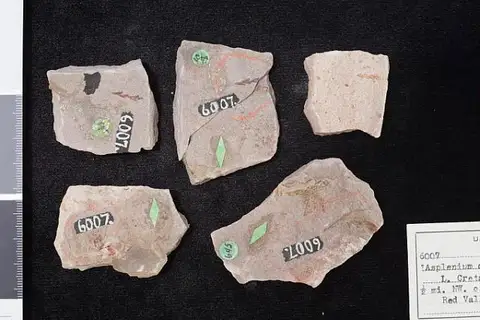 Dokumentasi USNM P6007 dengan identifikasi pada sumber Asplenium dicksonianum. Isi dan label gambar dipertahankan.