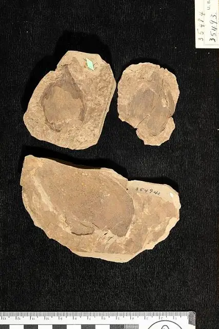Dokumentasi USNM P35484 dengan identifikasi pada sumber Asplenium eolignitica. Isi dan label gambar dipertahankan.