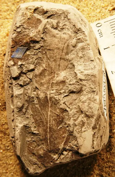 Dokumentasi YPM PB 010959 dengan identifikasi pada sumber Asplenium foersteri. Isi dan label gambar dipertahankan.