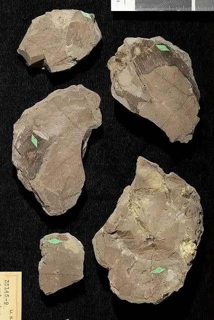 Dokumentasi USNM P35147 dengan identifikasi pada sumber Asplenium neomexicanum. Isi dan label gambar dipertahankan.