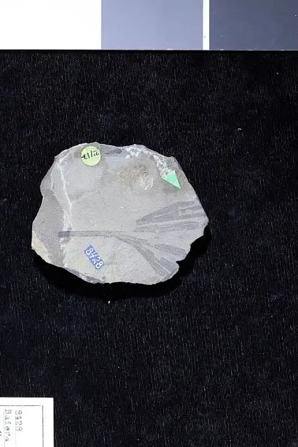 Dokumentasi USNM P8428 dengan identifikasi pada sumber Baiera gracilis. Isi dan label gambar dipertahankan.