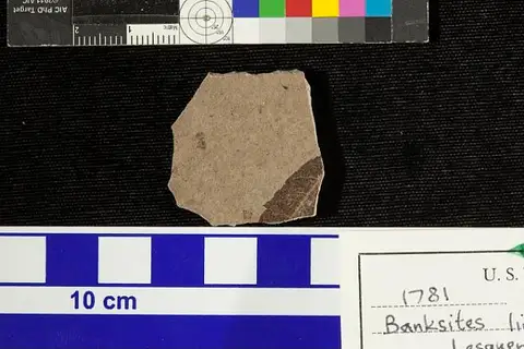 Dokumentasi USNM P1781 dengan identifikasi pada sumber Banksites lineatus. Isi dan label gambar dipertahankan.