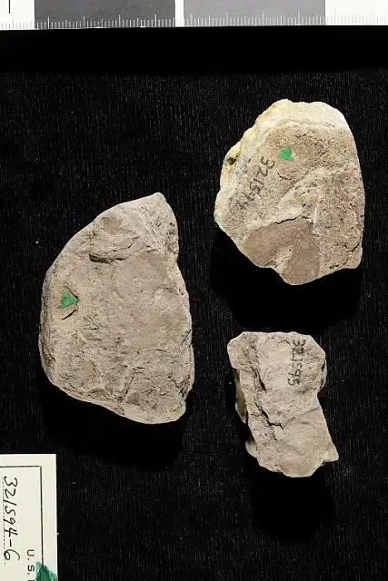 Dokumentasi USNM PAL321596 dengan identifikasi pada sumber Bauhinia marylandica. Isi dan label gambar dipertahankan.