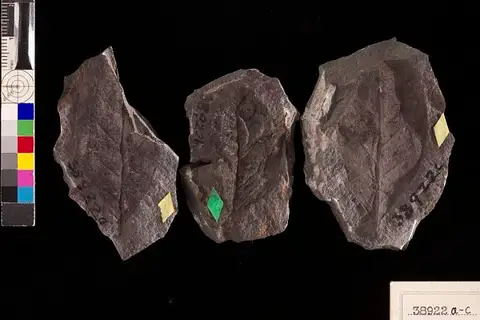 Dokumentasi USNM P38922A dengan identifikasi pada sumber Benzoin antiquum. Isi dan label gambar dipertahankan.