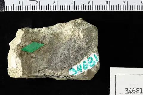 Dokumentasi USNM P34681 dengan identifikasi pada sumber Berchemia multinervis. Isi dan label gambar dipertahankan.