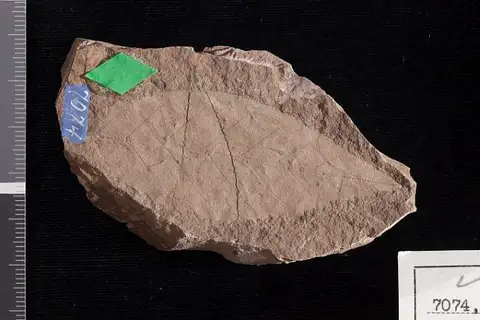 Dokumentasi USNM P7074 dengan identifikasi pada sumber Betula angustifolia. Isi dan label gambar dipertahankan.