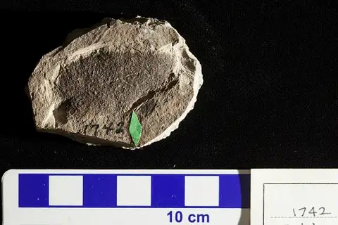 Dokumentasi USNM P1742 dengan identifikasi pada sumber Betula truncata. Isi dan label gambar dipertahankan.