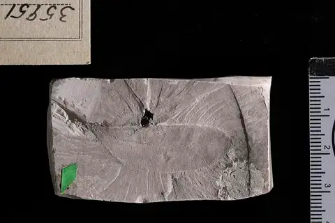 Dokumentasi USNM P35951 dengan identifikasi pada sumber Bumelia pseudotenax. Isi dan label gambar dipertahankan.
