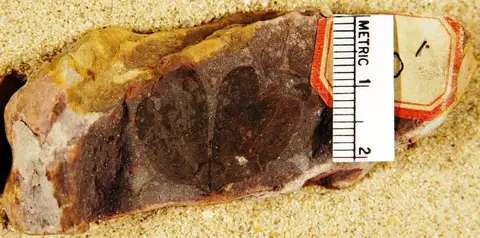 Dokumentasi YPM PB 020591 dengan identifikasi pada sumber Calycites obovatus. Isi dan label gambar dipertahankan.
