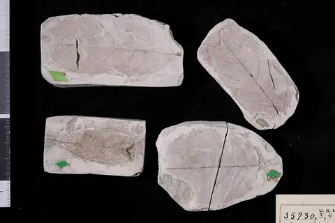 Dokumentasi USNM P35734 dengan identifikasi pada sumber Canavalia eocenica. Isi dan label gambar dipertahankan.
