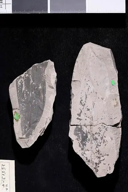 Dokumentasi USNM P35514 dengan identifikasi pada sumber Canna eocenica. Isi dan label gambar dipertahankan.