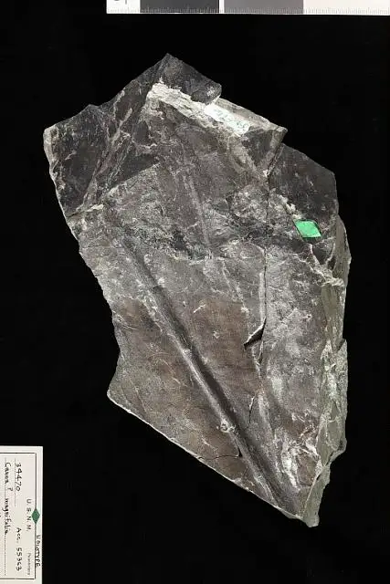 Dokumentasi USNM P34470 dengan identifikasi pada sumber Canna magnifolia. Isi dan label gambar dipertahankan.