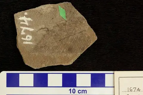 Dokumentasi USNM P1674 dengan identifikasi pada sumber Carpinus fraterna. Isi dan label gambar dipertahankan.