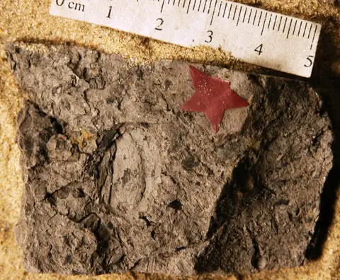 Dokumentasi YPM PB 027535 dengan identifikasi pada sumber Carpolithus juglandiformis. Isi dan label gambar dipertahankan.