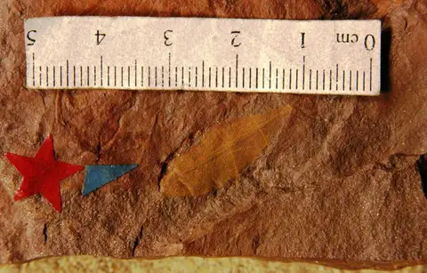 Dokumentasi YPM PB 027789 dengan identifikasi pada sumber Cassia insularis. Isi dan label gambar dipertahankan.