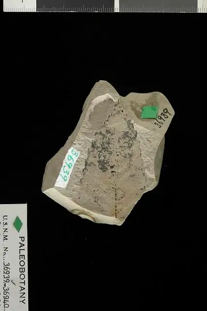 Dokumentasi USNM P36939 dengan identifikasi pada sumber Castanea castaneaefolia. Isi dan label gambar dipertahankan.