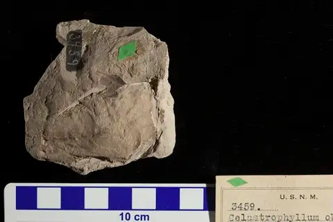 Dokumentasi USNM P3459 dengan identifikasi pada sumber Celastrophyllum obtusidens. Isi dan label gambar dipertahankan.
