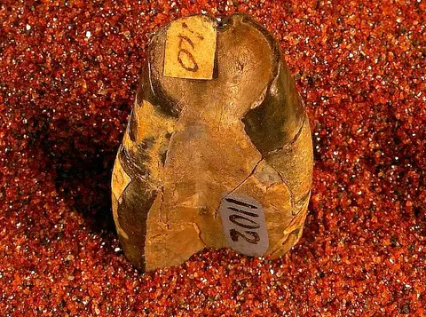 Dokumentasi USNM V1102 dengan identifikasi pada sumber Calamodon novomehicanus. Isi dan label gambar dipertahankan.